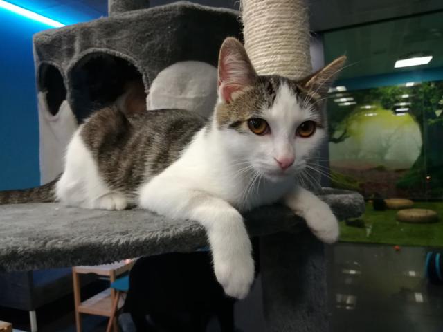 multimedia-foto41538-440-3