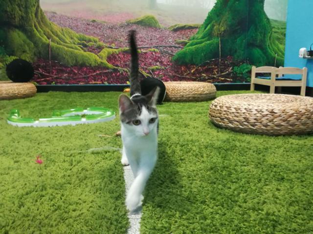 multimedia-foto41539-440-3