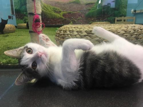 multimedia-foto41540-440-3