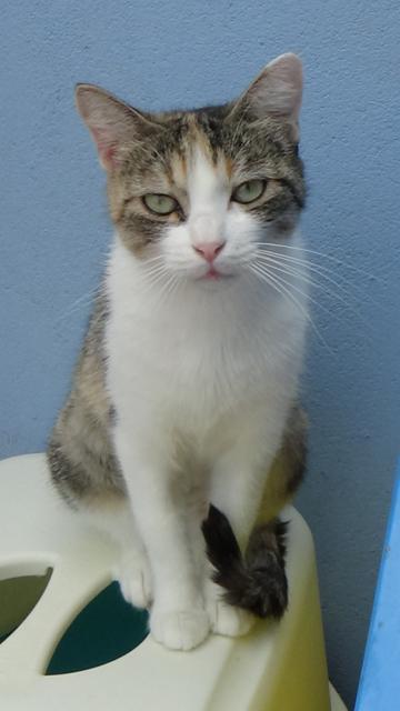 multimedia-foto41547-87-3