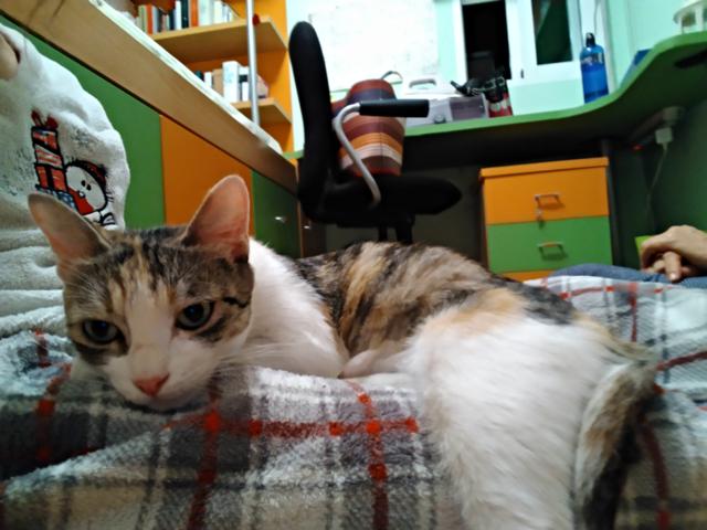 multimedia-foto41548-87-3