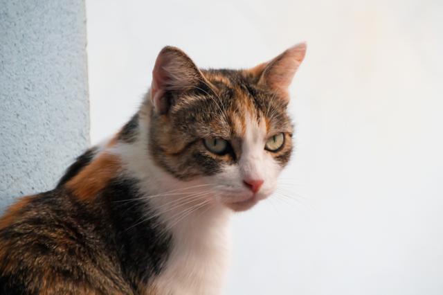 multimedia-foto41549-87-3