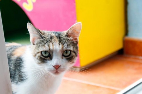 multimedia-foto41559-458-3