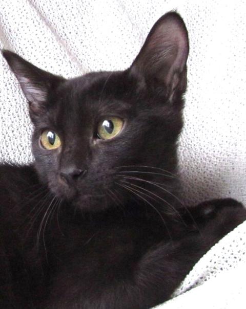 multimedia-foto41562-966-3