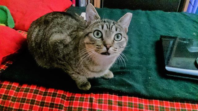 multimedia-foto41612-540-3