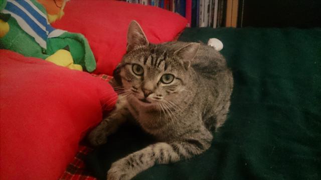 multimedia-foto41613-540-3