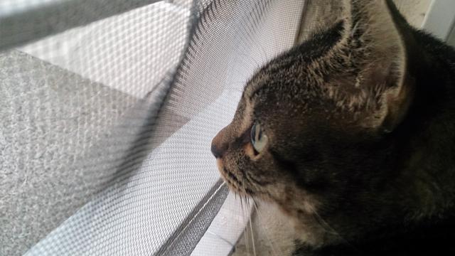 multimedia-foto41615-541-3