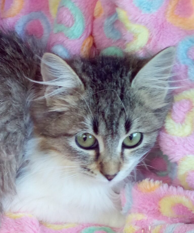 multimedia-foto41651-465-3