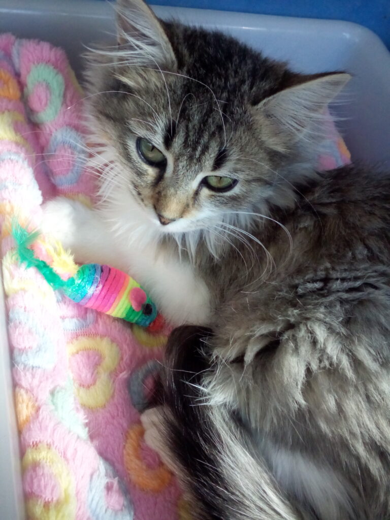 multimedia-foto41652-466-3