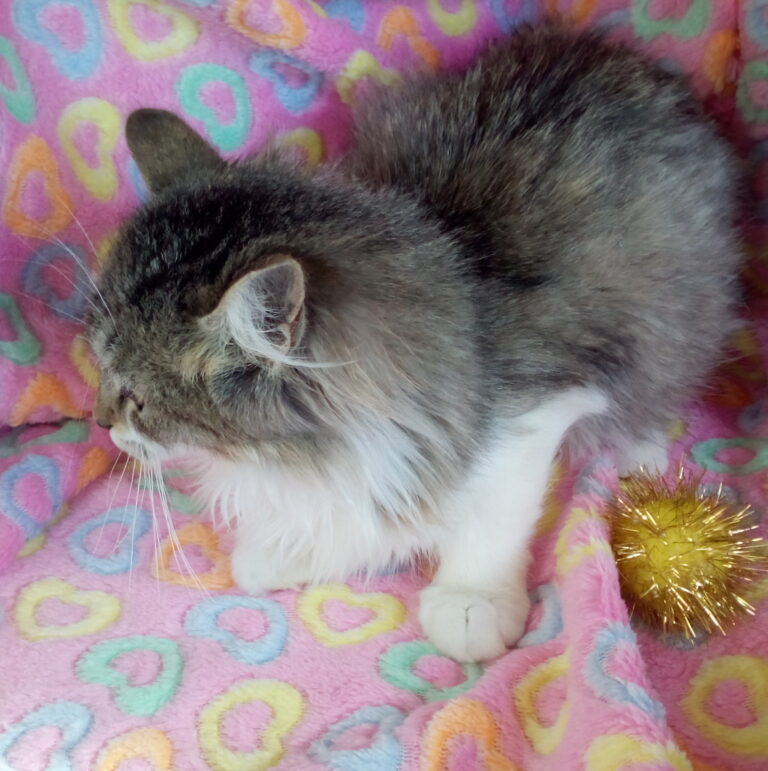 multimedia-foto41653-466-3