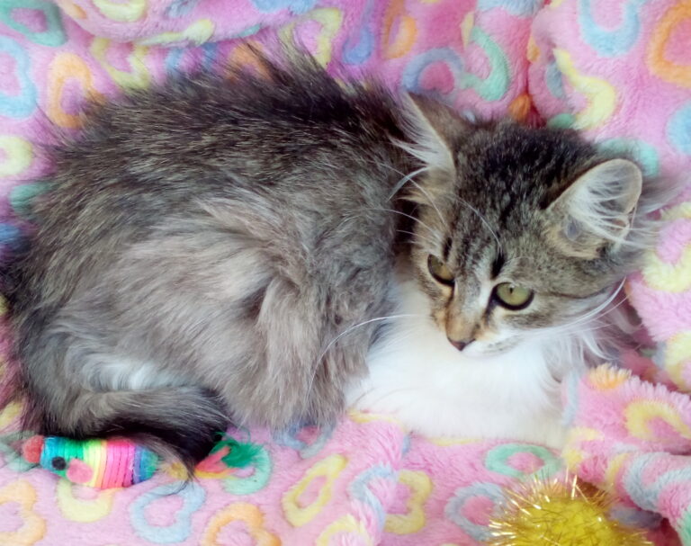 multimedia-foto41655-468-3