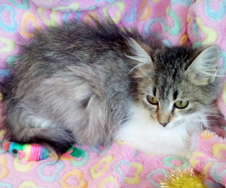 multimedia-foto41656-469-3