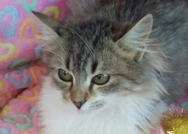 multimedia-foto41657-470-3