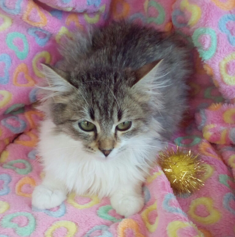 multimedia-foto41658-471-3