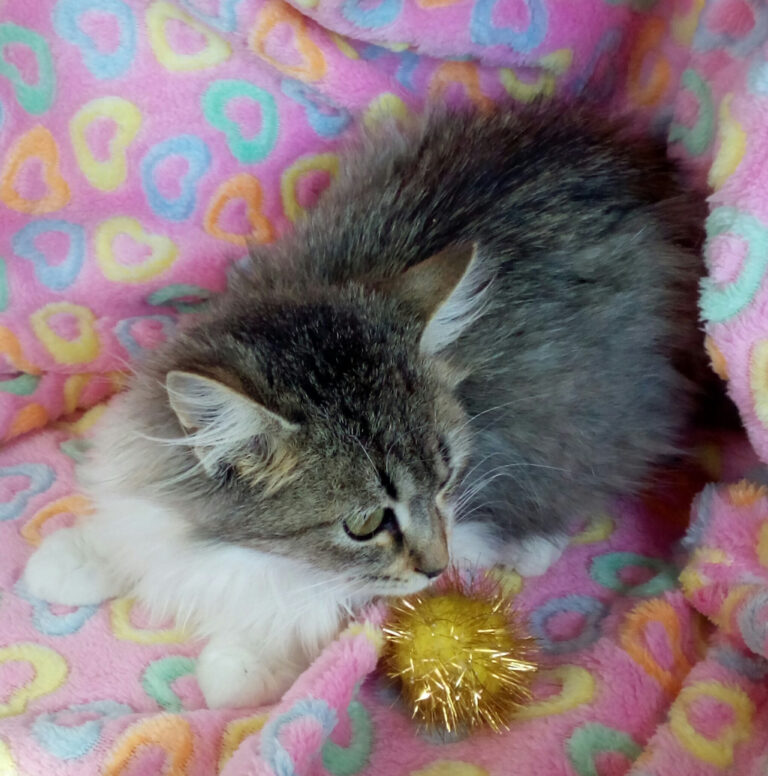 multimedia-foto41659-471-3