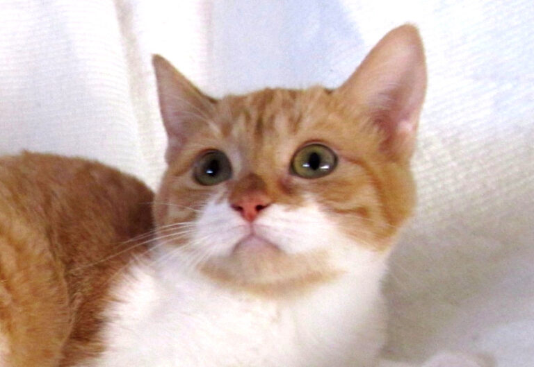 multimedia-foto41668-747-3