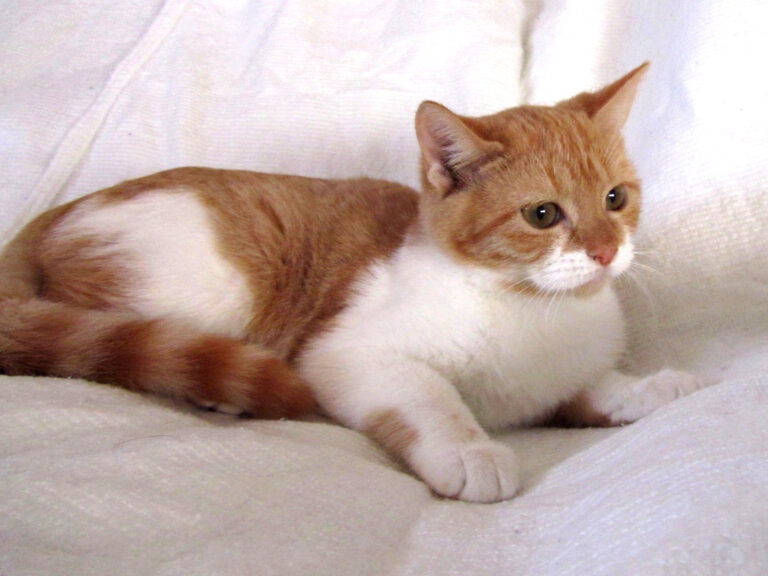 multimedia-foto41669-747-3