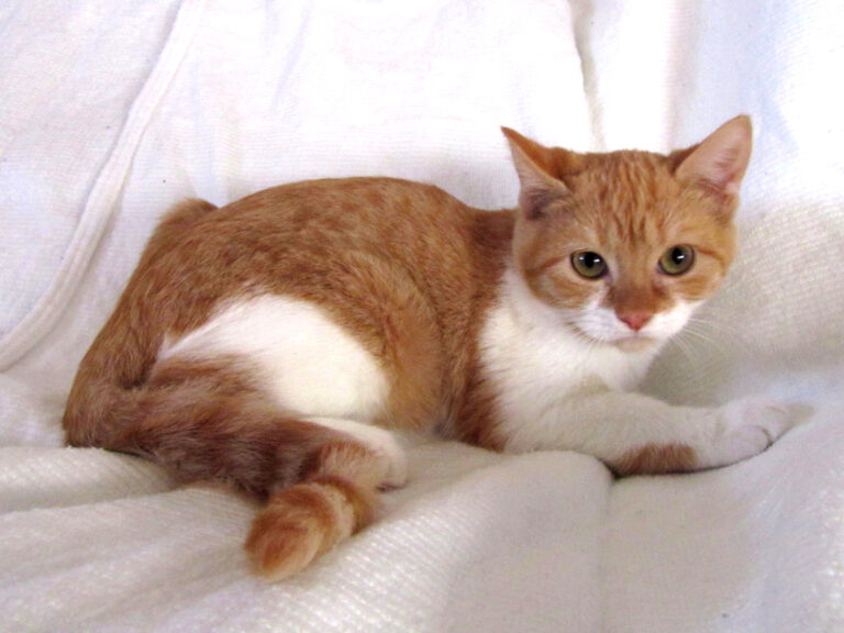 multimedia-foto41670-747-3