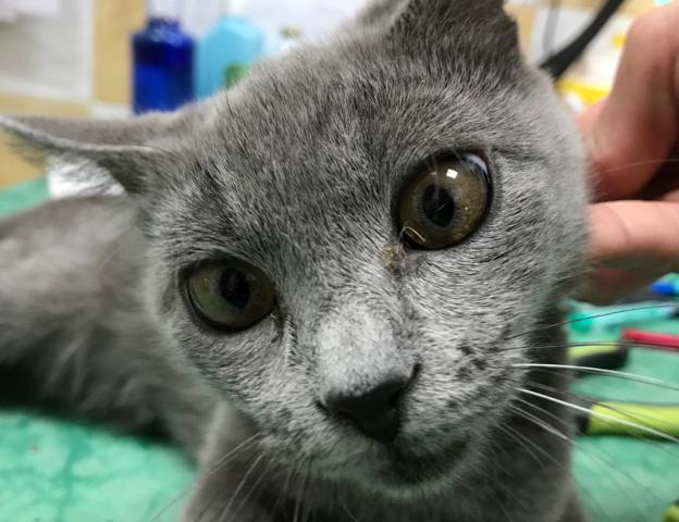 multimedia-foto41698-799-3