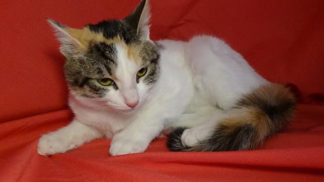 multimedia-foto41739-301-3