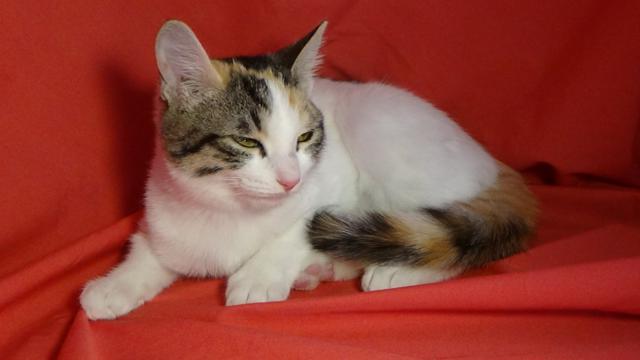 multimedia-foto41740-302-3