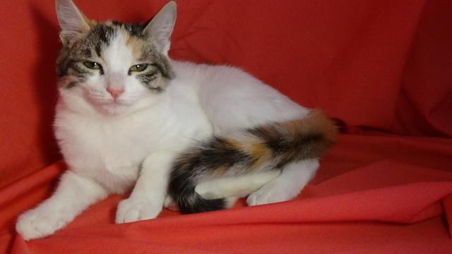 multimedia-foto41741-302-3