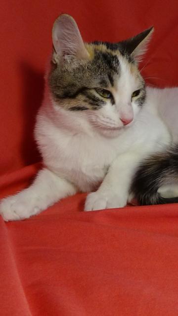 multimedia-foto41742-302-3