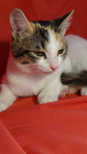 multimedia-foto41743-302-3