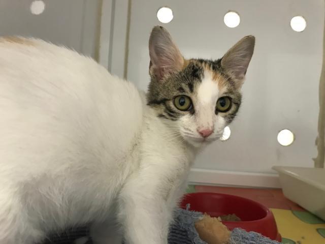 multimedia-foto41744-302-3