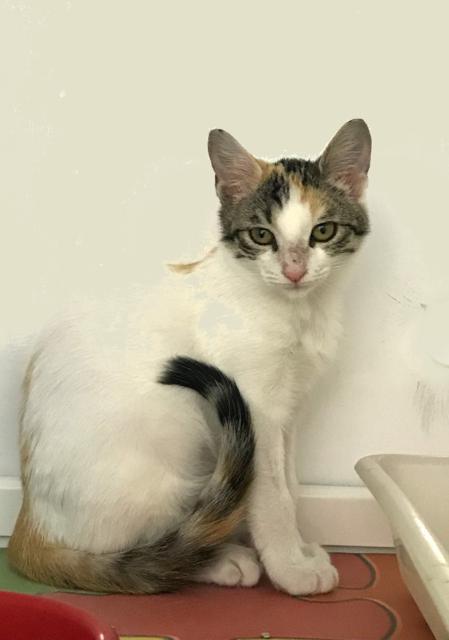 multimedia-foto41745-302-3