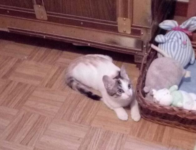 multimedia-foto41749-303-3