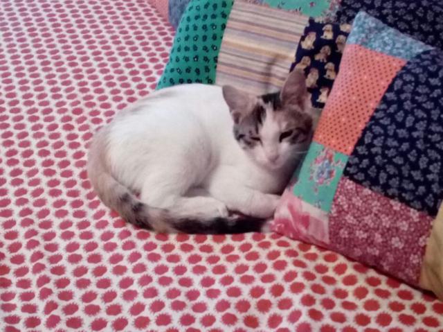 multimedia-foto41750-303-3