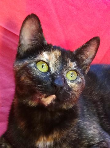 multimedia-foto41758-768-3