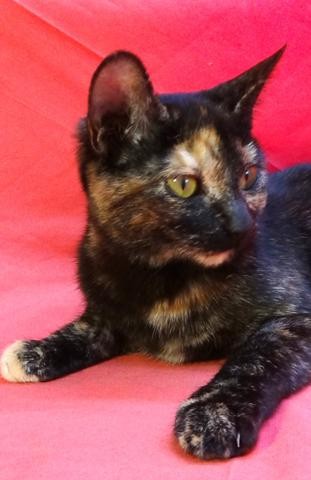 multimedia-foto41760-768-3