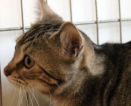 multimedia-foto41771-668-3