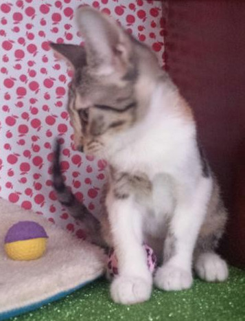 multimedia-foto41781-736-3