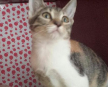 multimedia-foto41782-736-3