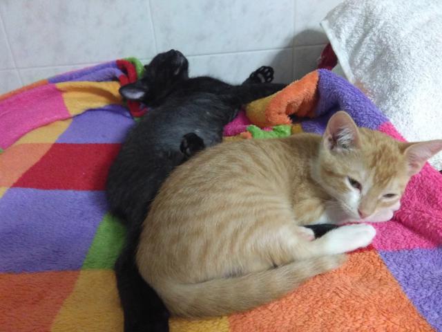 multimedia-foto41791-988-3