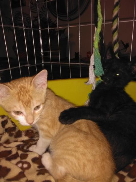 multimedia-foto41792-988-3