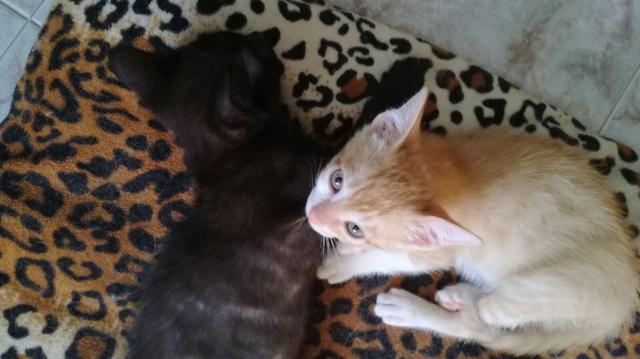 multimedia-foto41793-44-3