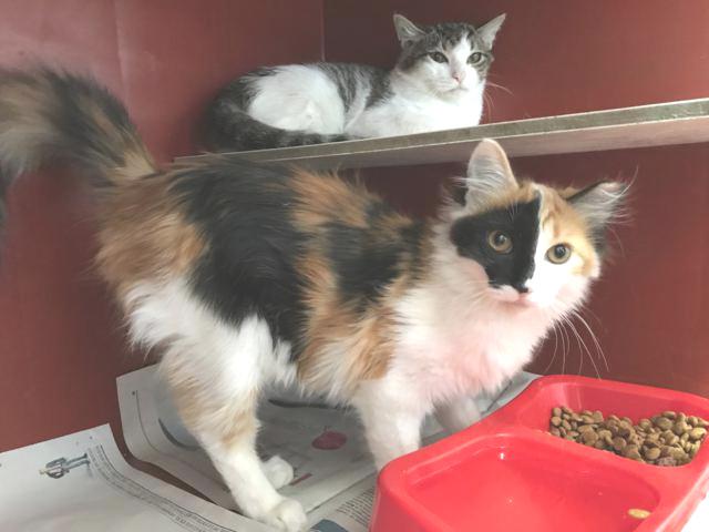 multimedia-foto41843-626-3