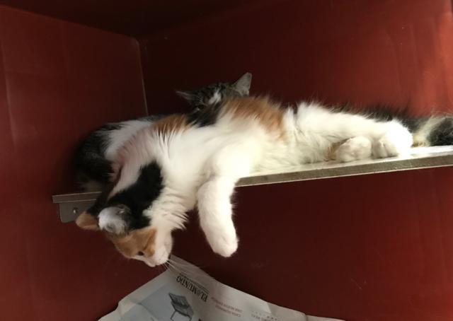 multimedia-foto41847-627-3