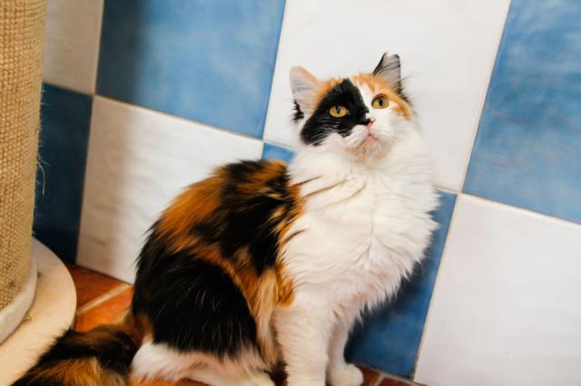 multimedia-foto41853-627-3