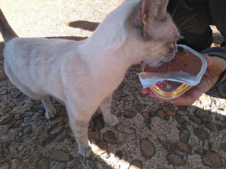 multimedia-foto41949-718-3