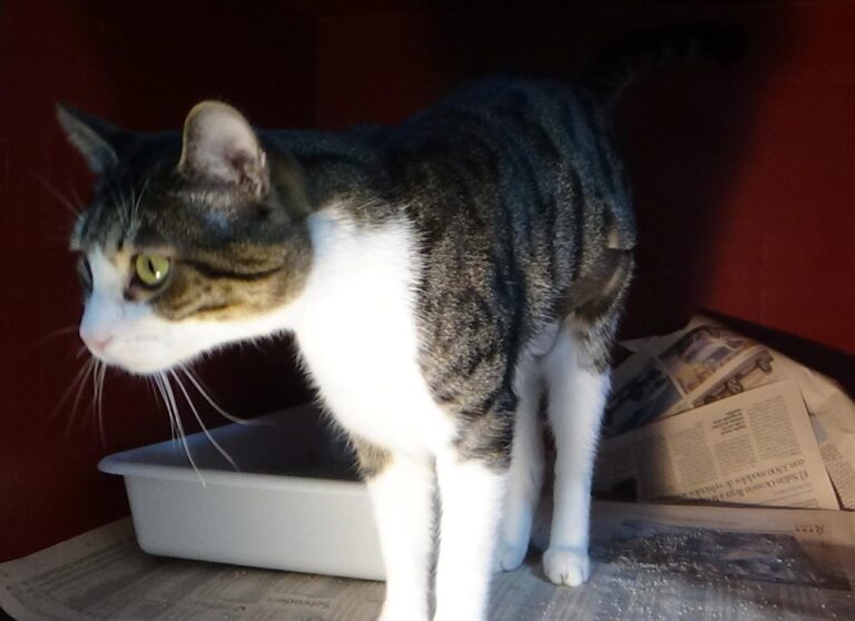 multimedia-foto41985-458-3