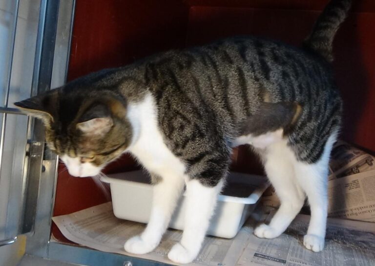 multimedia-foto41986-458-3