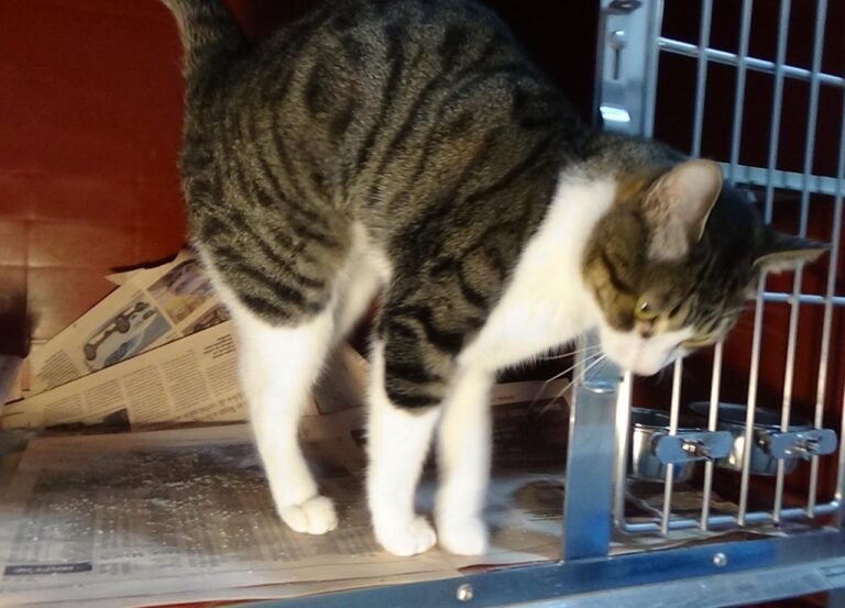 multimedia-foto41987-459-3