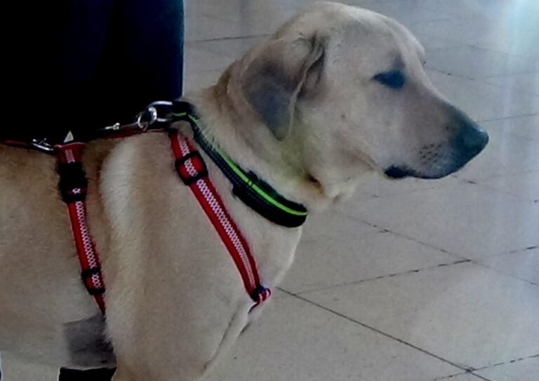 multimedia-foto42017-801-3