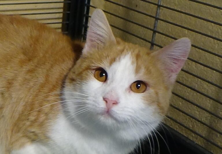 multimedia-foto42125-598-3