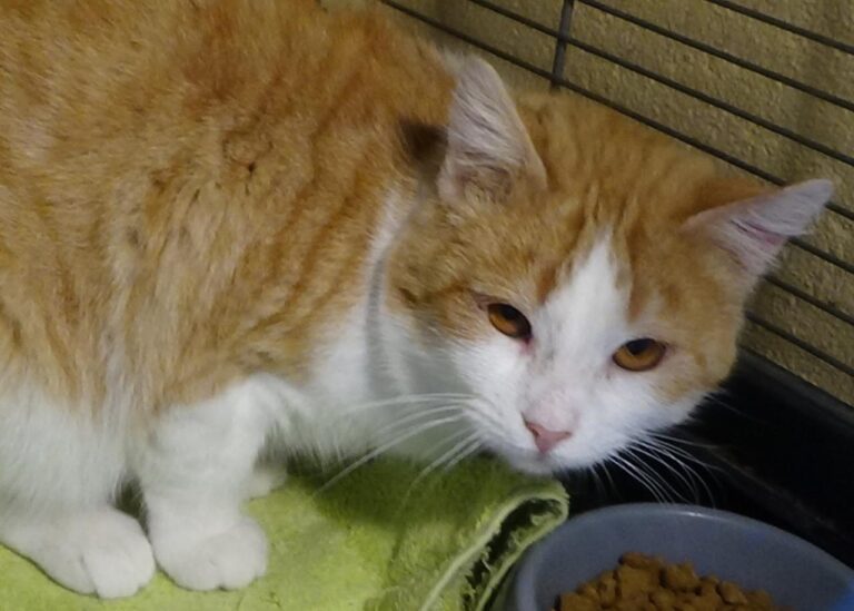 multimedia-foto42129-618-3